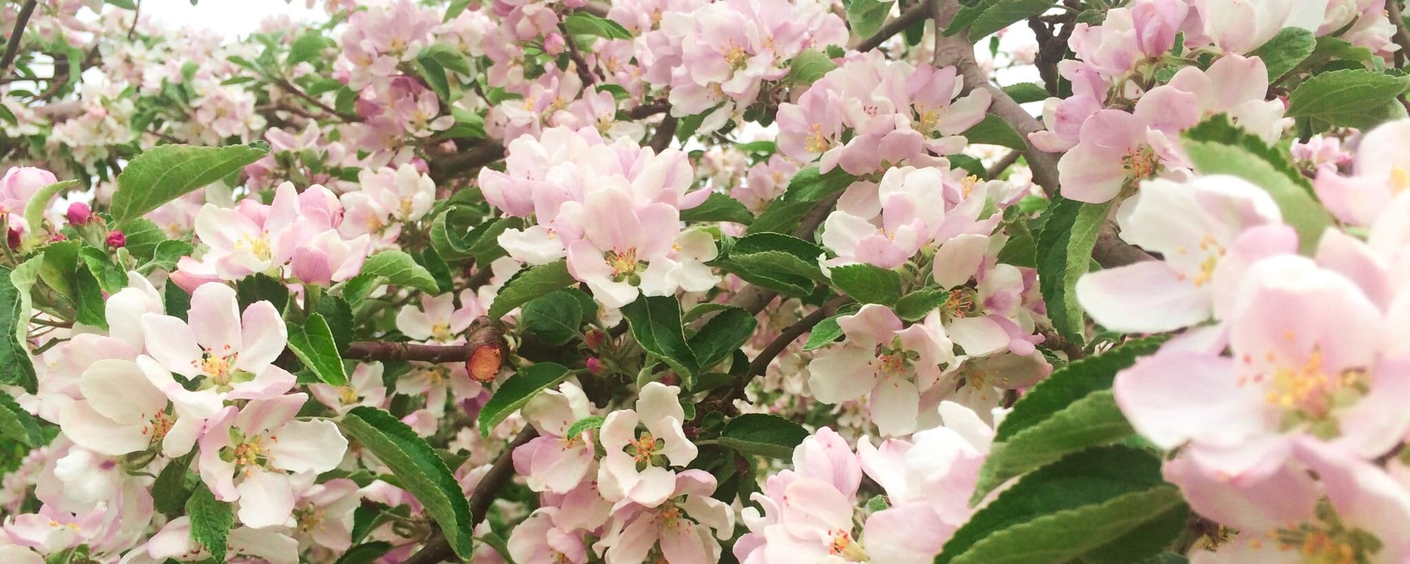 https://www.sidenselma.se/pub_docs/files/VARBLOMMORROSA3.jpg